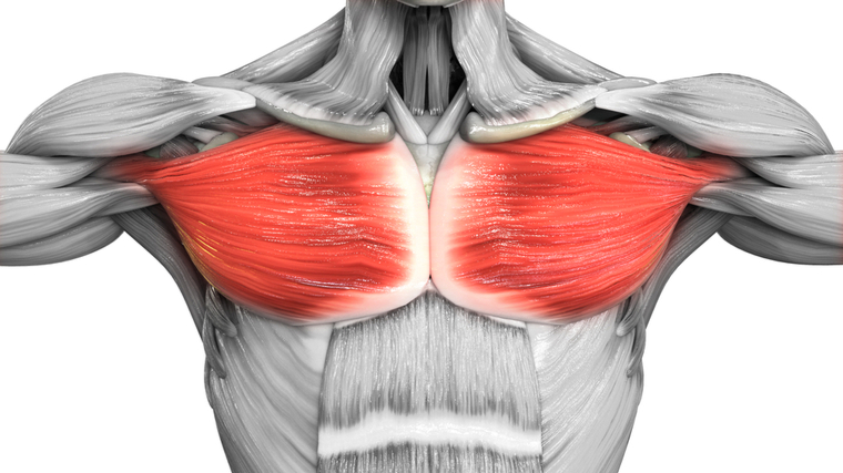 Diagram of the human body focusing on the chest muscle